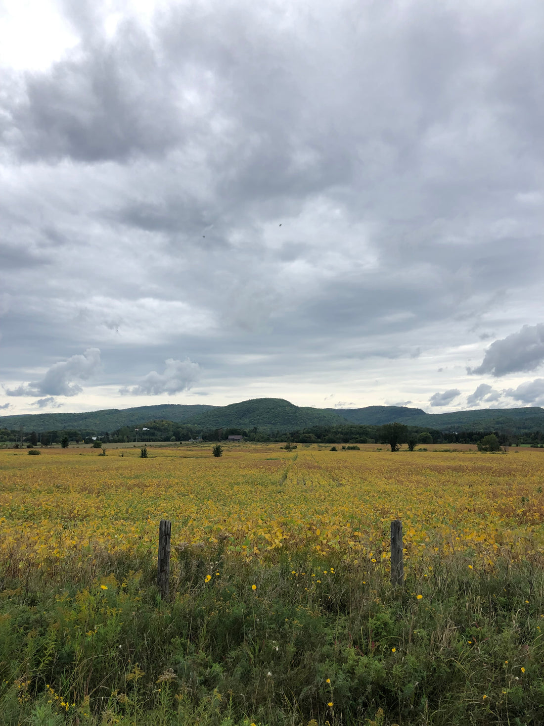 Cultiver son génie..