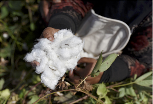 Le coton égyptien - Le plus beau coton au monde